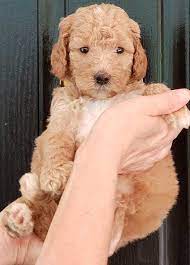 Goldendoodle puppies for sale raleigh nc. Goldendoodle Puppies For Sale Peters Puppies Near Raleigh Durham