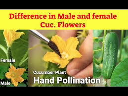 Image result for male flowers cucumber
