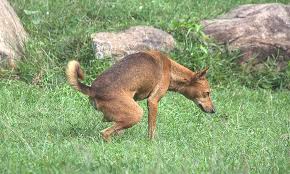 Dogs are carnivorous and as such, they eat a lot of protein in their diet. Dog Urine Killing Grass Reasons And Home Remedies For Dog Pee Killing Grass Dogs Cats Pets