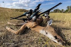 Image result for Erythrococca kirkii