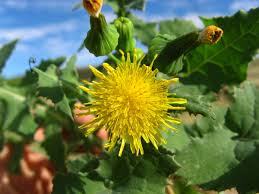 Image result for Sonchus integrifolius