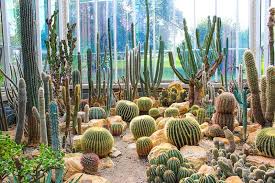 Cacti—which are a subset of succulents—tend to be quite easygoing. 25 Beautiful Cactus Garden Ideas Trees Com