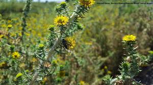 With its long roots, scotch thistle is hard to remove completely. Washington State Noxious Weed Control Board