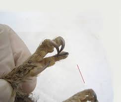 Looking for the html code and photo file link? Why Birds Can Sleep On Branches And Not Fall Off The Atlantic