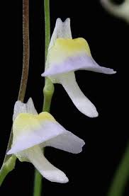 Image result for Utricularia scandens