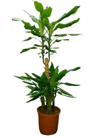 Image result for Dracaena steudneri