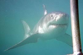 Schau dir angebote von ‪great white‬ auf ebay an. Great White Shark Wikipedia