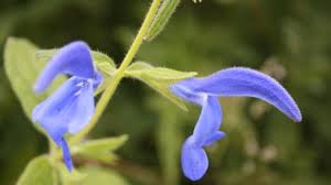 Pflanzenschilder für den Botanischen Blindengarten Radeberg
