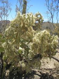 Check spelling or type a new query. Jumping Cholla Truth The Cactus That Shoots Needles Succulent Alley