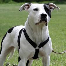 Maybe you would like to learn more about one of these? Pitbull Colors Rare Uncommon Colors Of Pitbulls