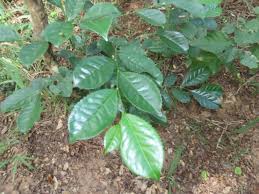 Image result for Suregada zanzibariensis