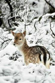 Winterbilder hintergrund für pc 1920x1080 full hd kostenlos downloaden schöne desktop bilder coole fotos & tolle ultra hd 4k 3840x2160 winter wallpaper fotos gratis tierbilder tiere tier fotos natur tiere hirsche schnee ausgestopftes tier winterbilder süße tiere. 51 Tiere Im Winter Ideen Tiere Tier Fotos Tierbilder