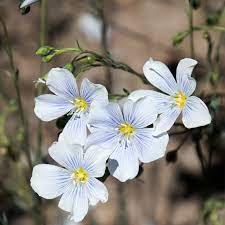 Blue Flax Flower Seeds 1 Lb Bulk Perennial Wildflower Garden Seeds Linum Lewisii Walmart Com Walmart Com