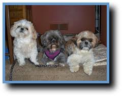 Search minnesota dog rescues and shelters here. Pin On Animals