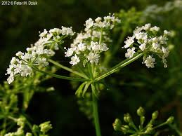 Image result for Berula erecta