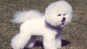 Dietary Needs Of The Bichon Frise Petcarerx