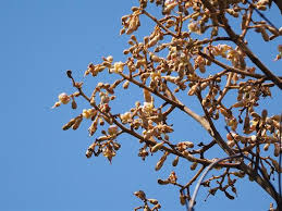 Image result for Firmiana