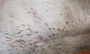 Sebaceous gland tumors are often observed on canine skin and infrequently on feline skin. Image Gallery Common Skin Masses 1 Clinician S Brief