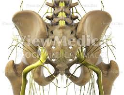 The lumbar spine is composed of five vertebrae, named l1 to l5 from superior to inferior. Viewmedica Stock Art Pelvis And Femurs With Nerves Posterior View