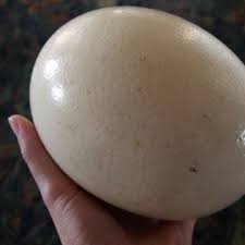 Maybe you would like to learn more about one of these? Fresh Fertile Ostrich Eggs For Sale Global Sources