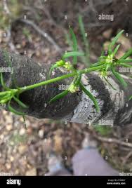 Image result for Anthospermum