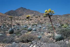 Image result for Agavaceae