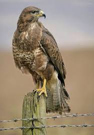 De buizerd valt op door zijn bruin met wit gevlekte verenkleed en gele snavel. Buizerd Buizerd Huisdier Vogel Exotische Vogels