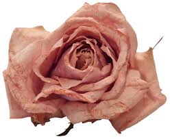 Pngs For Moodboards Pngs Vintage Roses Beige Aesthetic Brown Aesthetic