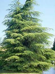 Cyprian Cedar Cedrus Brevifolia Fairy Garden Plants Trees To Plant Ornamental Trees