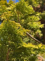 Image result for Chamaecrista plumosa