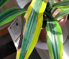 Are the spots the bacterial leaf spot i have read about or am i just caring for it poorly? Brown Spots On My Dracaena