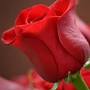 Profile Picture of Obituary information for Mary Tipton - Kinley Funeral Homeon Google