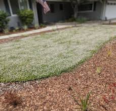 Image result for Lippia