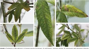 The image is available for download in high resolution quality up to 2948x2948. Figure 6 From Response Of The Banana Passion Fruit Passiflora Tripartita Var Mollissima To Different Levels Of Nitrogen Potassium And Magnesium Semantic Scholar