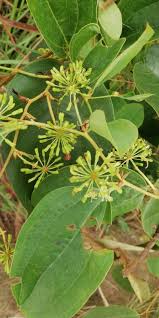 Image result for Smilax anceps
