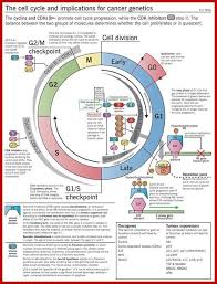 Bioflix Activity Mitosis The Cell Cycle Cell Cycle Regulation Cancer Genetics Cell Biology Cell Cycle