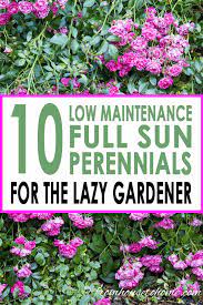 Even better is that these simple perennials come back bigger and better than the previous year. Full Sun Perennials 17 Low Maintenance Plants That Thrive In Sun Gardening From House To Home Full Sun Perennials Sun Perennials Full Sun Garden