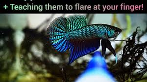 Download mp3 franks bettas dan video mp4 gratis. Uploads From Franks Bettas Youtube