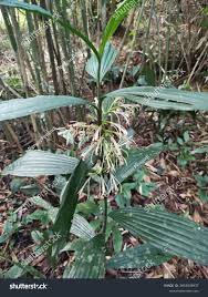 Image result for Corymborkis