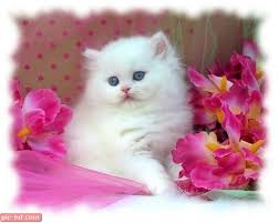 صور قطط اجمل صور للقطط وسمائها وانواعها Persian Cat White Cat With Blue Eyes Cute Cats And Dogs