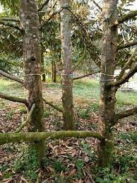5 tahun berikutnya ialah fasa bercambah. Perniagaan Pokok Tiga Bangsar Bab 3 Perniagaan Dalam Negeri Pembukaan Uud 1945 Pada Tanggal 18 Agustus 1945 Underkor