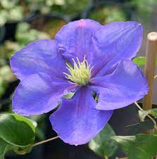 Check spelling or type a new query. Clematis General Sikorski
