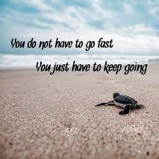 Keepmovingforward Stayfocused Nevergiveup Turtle Quotes Get Well Soon Quotes Self Confidence Quotes