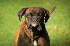 how can i train my boxer dog to hunt dog weight dog