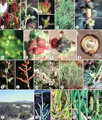 Image result for Halopyrum mucronatum