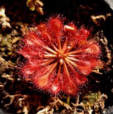 Image result for Drosera pilosa