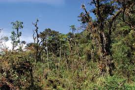 Image result for Cyathea manniana