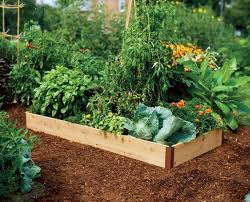 How far apart to plant tomatoes in a raised bed? Growing Tomato In Raised Beds The Easiest And The Most Effective Steps