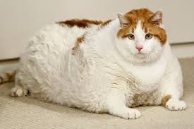 pin on fat cats
