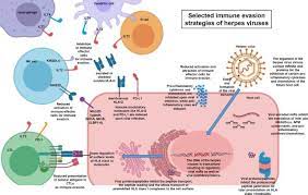 Molecular Mechanisms Of Human Herpes Viruses Inferring With Host Immune Surveillance Journal For Immunotherapy Of Cancer